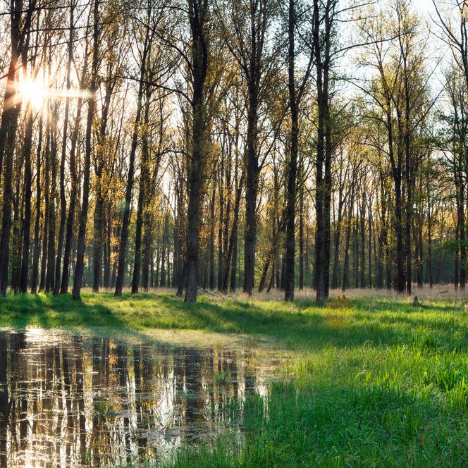 Wasserstelle im Wald