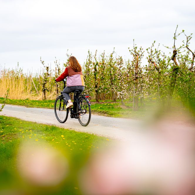 Eine Frau fährt mit dem Fahrrad auf einem Weg durch eine blühende Apfelplantage.