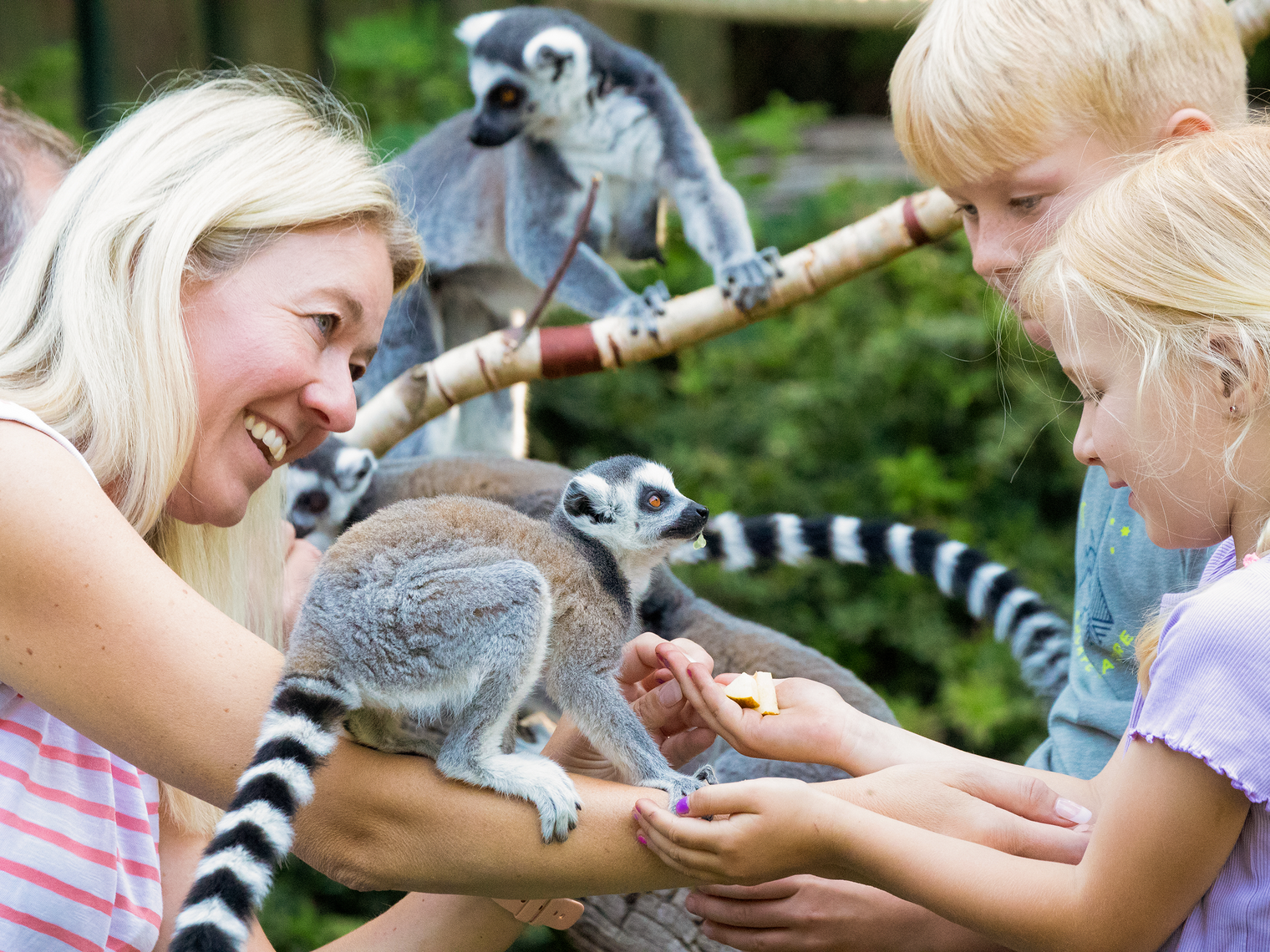 Familie füttert Kattas bei einer Tierbegegnung im Tierpark Ströhen.