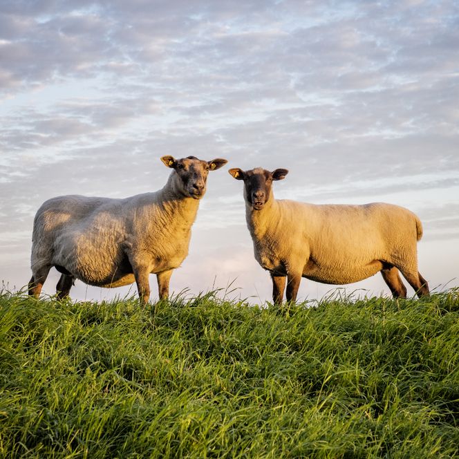 Schafe auf dem Deich