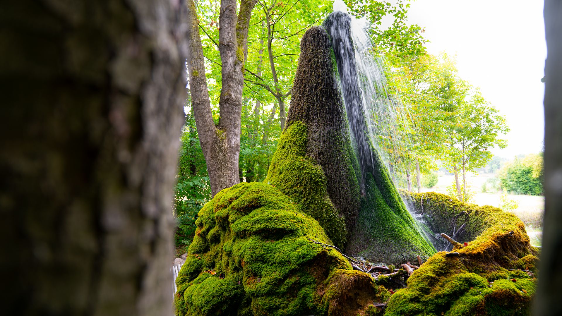 Weserbergland Wasserbaum Ockensen