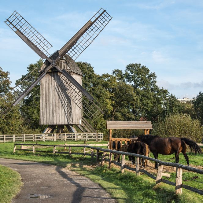 Bockwindmühle aus Holz im Museumsdorf Cloppenburg, daneben grasen Pferde auf einer Wiese.