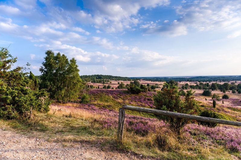 Uitzicht vanaf de Wilseder Berg in de Lüneburger Heide