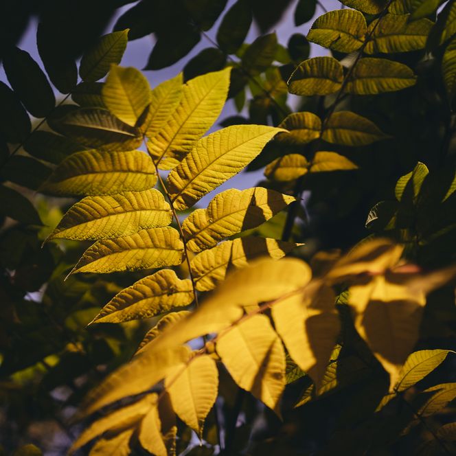 Gele gloeiende bladeren Wereldbos Harz