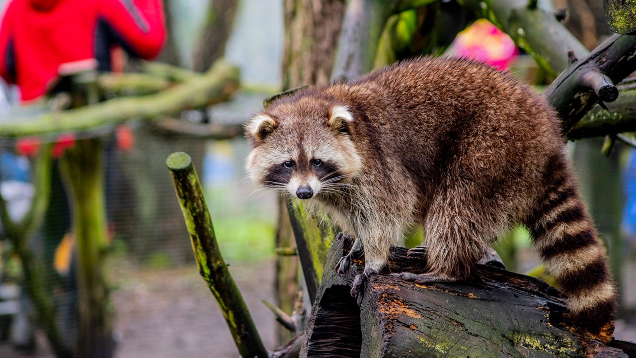 Waschbärfütterung im Wildpark Müden 