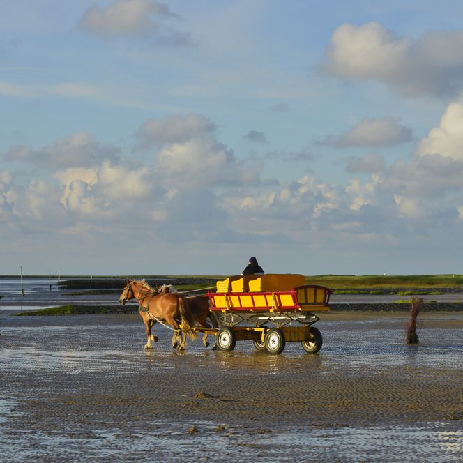 Pferdekutsche im Watt