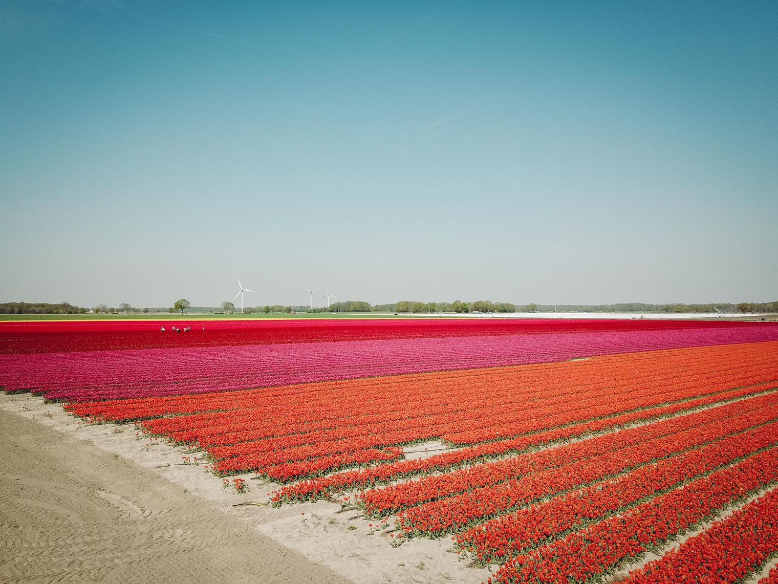 Luftaufnahme eines Tulpenfelds mit mehreren farbigen Tulpenreihen.