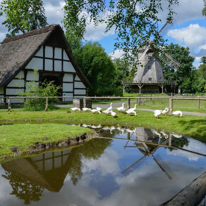 Gänse an einem Teich vor dem Heuerhaus und der Kappenwindmühle im Museumsdorf Cloppenburg.