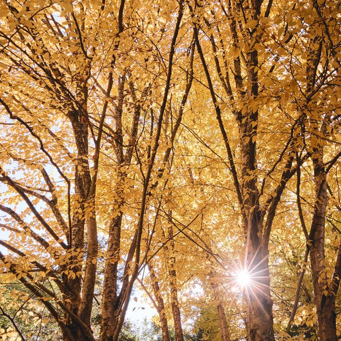 Gouden herfstbladeren in het Harz Wereldbos