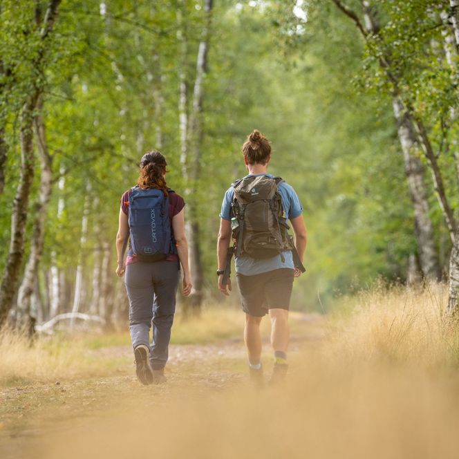 wandergebiet pietzmoor schneverdingen