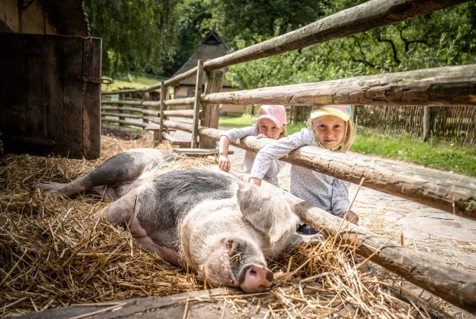 Kinder streicheln Bunte Bentheimer Schweine, © Freilichtmuseum am Kiekeberg