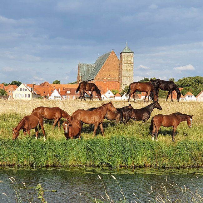 Panoramablick auf Verden mit Dom und Pferden.