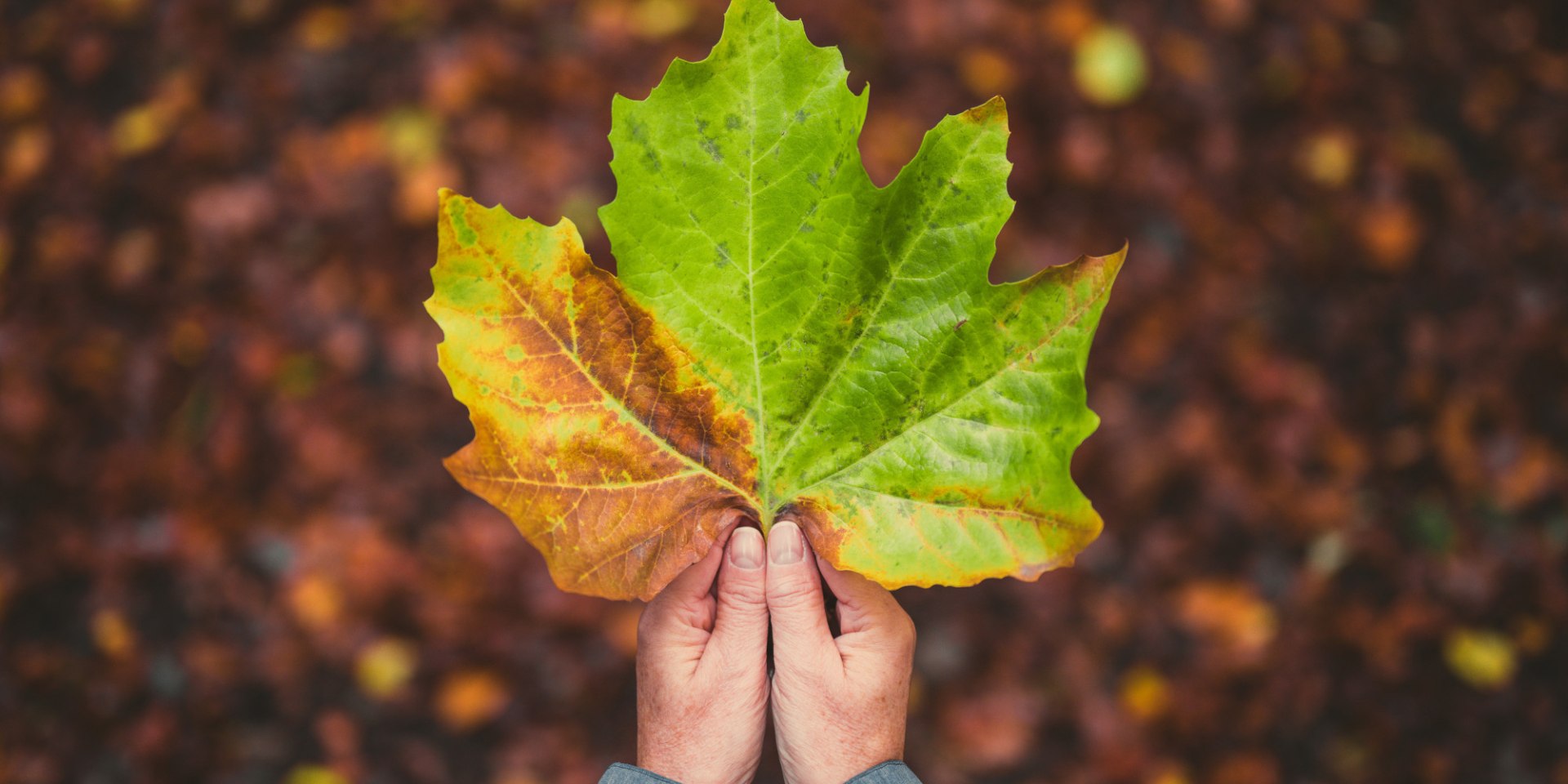 Herbstliches Blatt in einer Hand, © TMN/Alex Kaßner