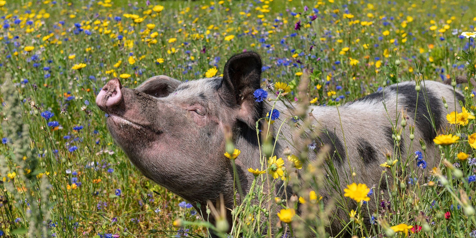 Buntes Bentheimer Schwein in einer Blumenwiese, © Tierpark Nordhorn gGmbH / Franz Frieling