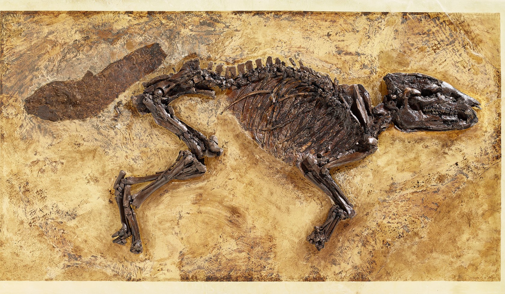 Orignalfossil eines Urpferds 
