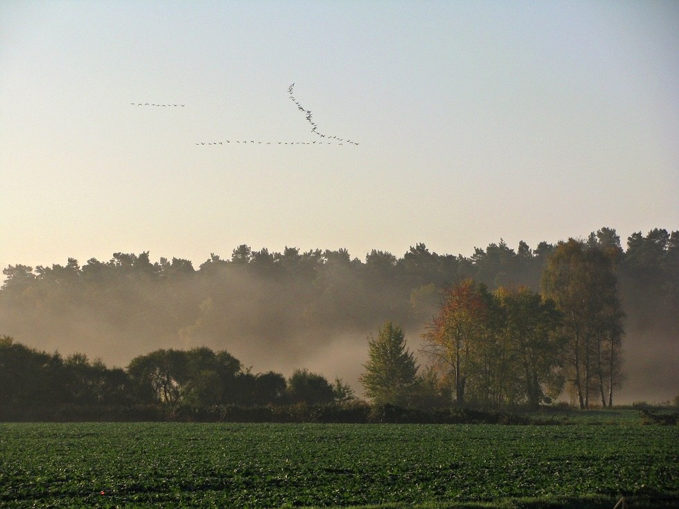 Wiesen und Wälder bei Nebel mit Zugvögeln am Himmel, © Petra Walther