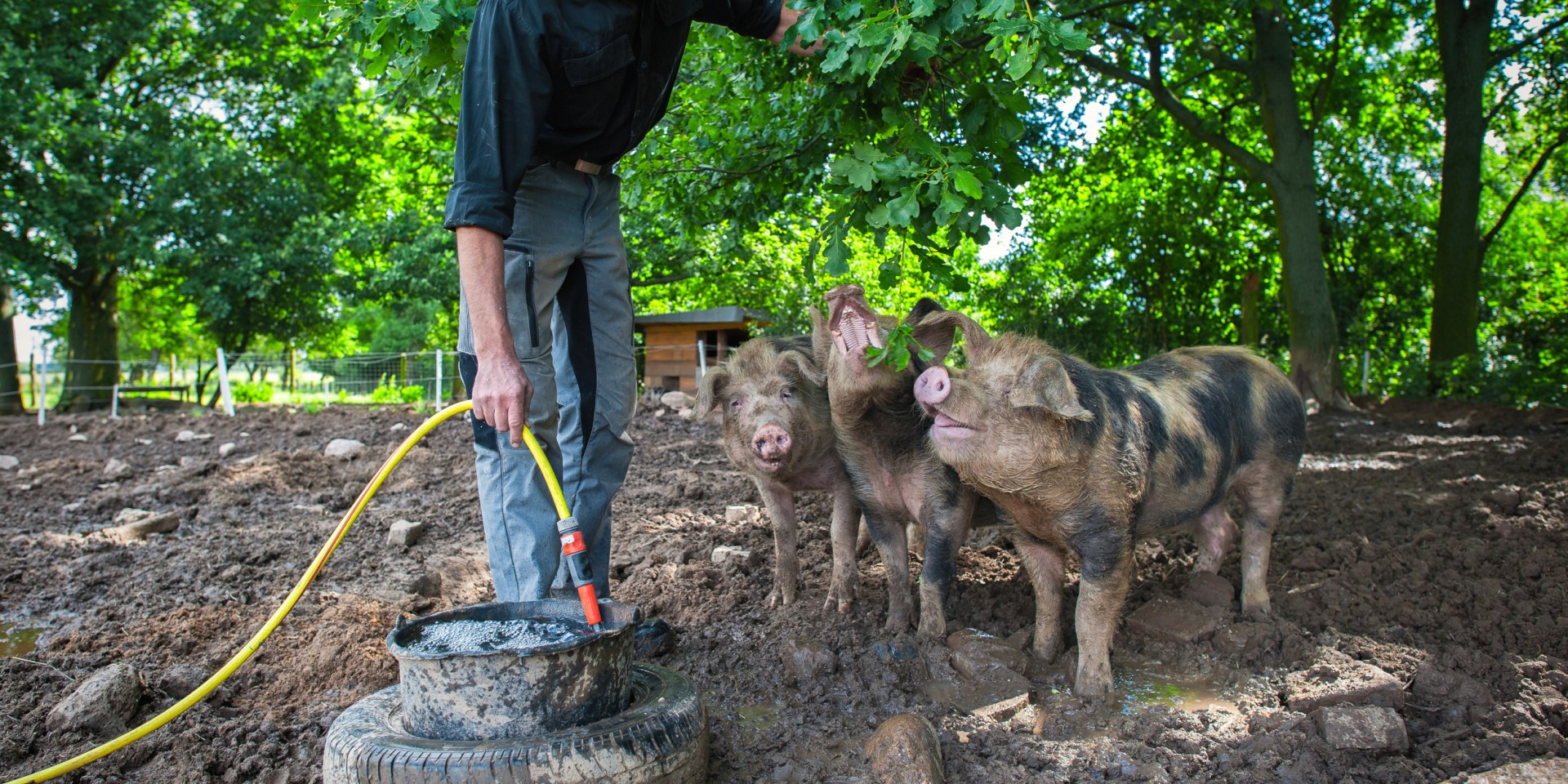 Mann füttert Bentheimer Schweine auf dem Hof Vockfey, © TourismusMarketing Niedersachsen GmbH/Anett Melzer