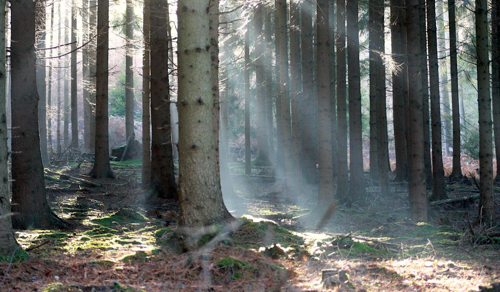 Wald bei den Drei Türmen, © TourismusMarketing Niedersachsen GmbH/Romy Robst