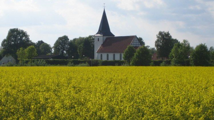 Rapsfeld mit Blicj auf die Düversbrucherstraße und die Kirche von Burlage, © Tourist Information Dümmer-See 