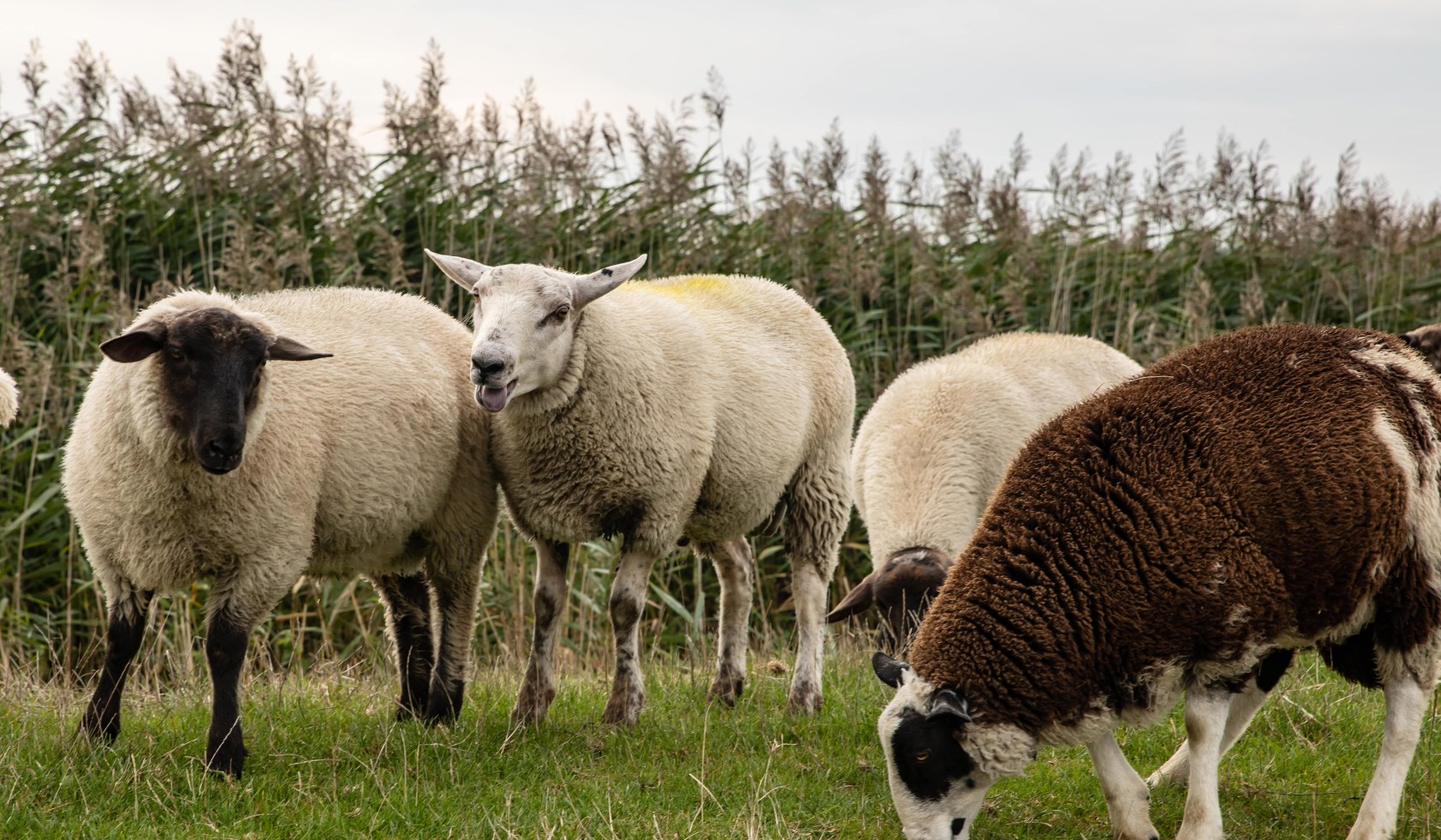 Schafe auf dem Deich in Ostfriesland, © TourismusMarketing Niedersachsen GmbH