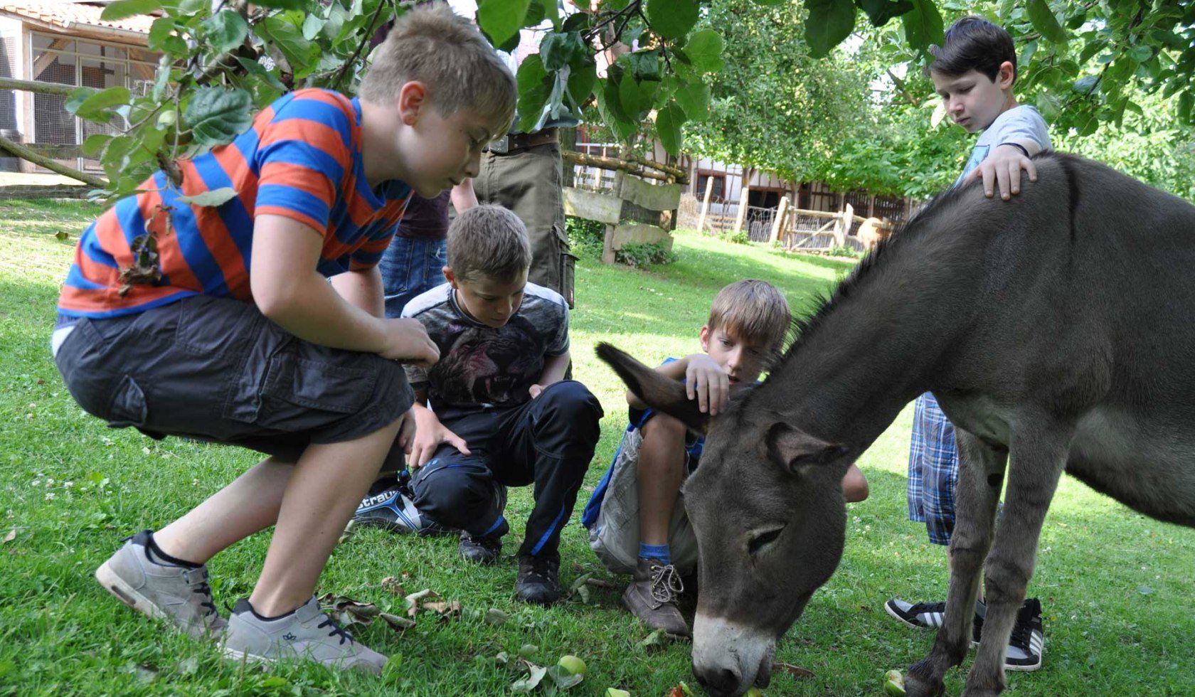 Vier Jungen streicheln einen Esel., © Heinz Sielmann Stiftung / Christoph Neumann