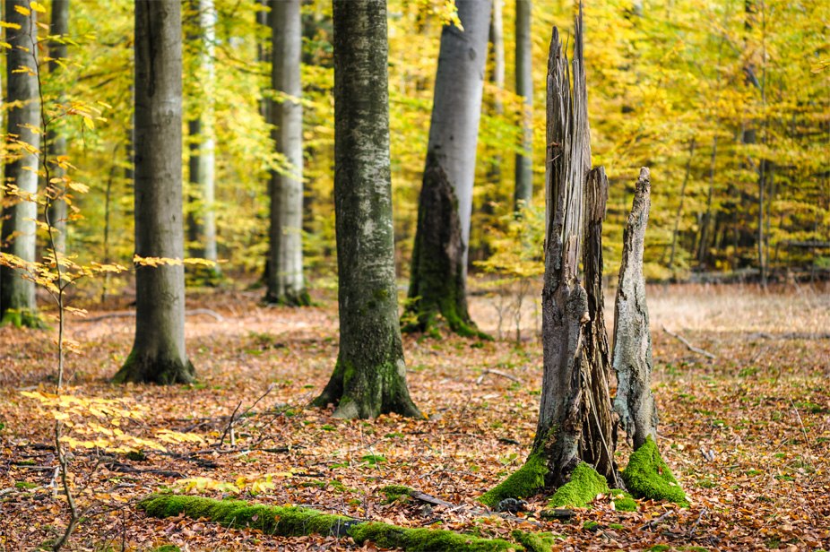 Lüßwald im Herbst, © Lüneburger Heide GmbH/ Markus Tiemann