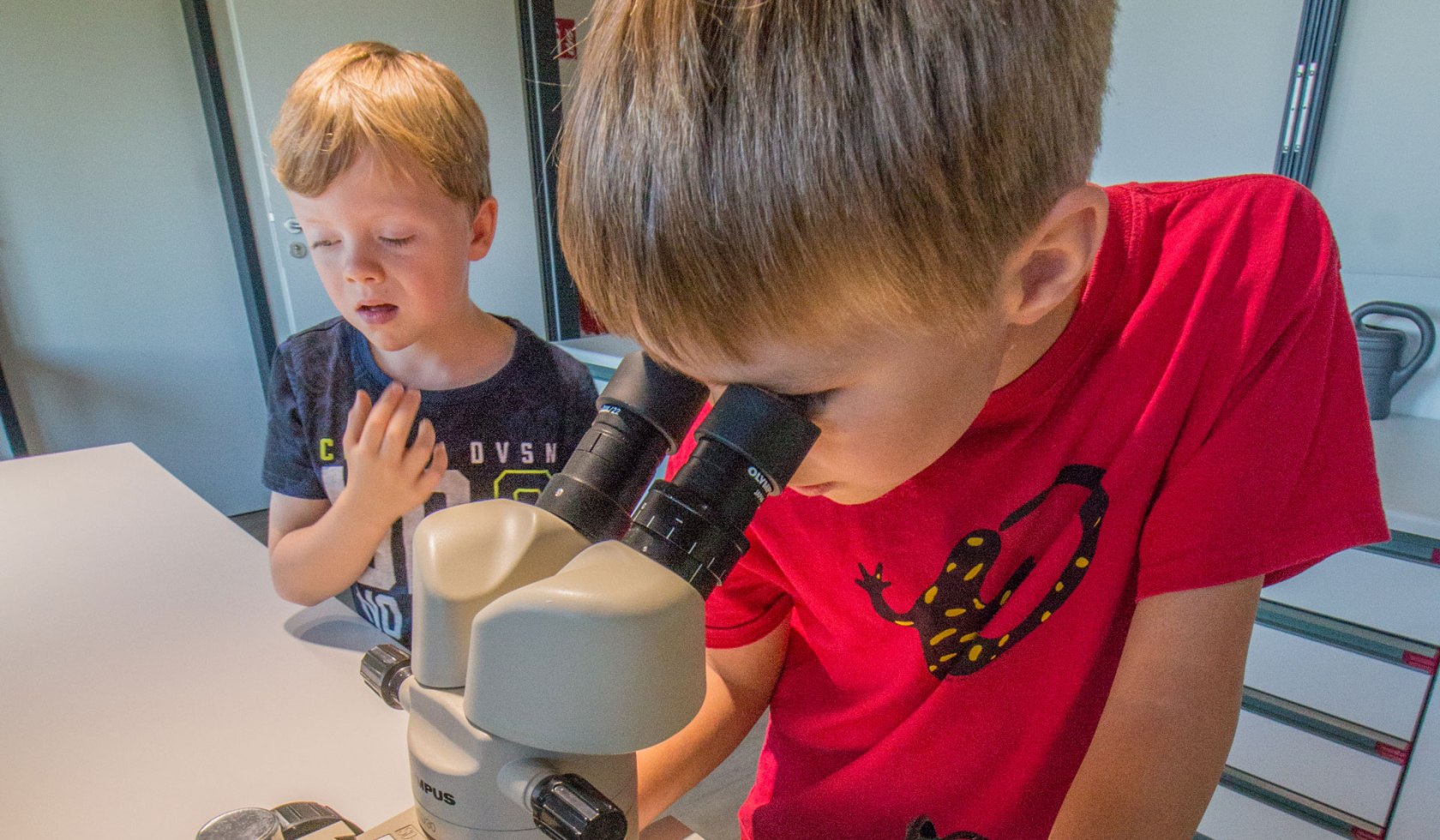 Zwei Jungs untersuchen ein Objekt unter dem Mikroskop im Natureum Niederelbe, © Natureum Niederelbe/ Bastian Hilk