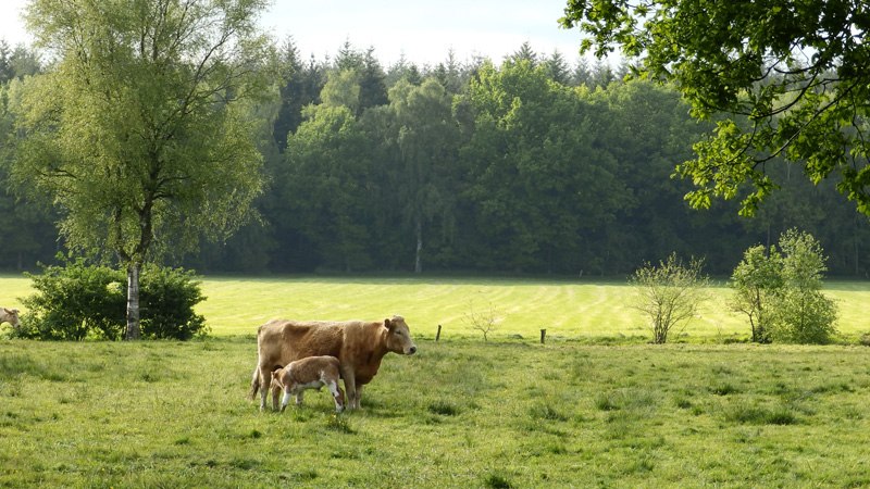 Ein Kalb trinkt von seiner Mutter auf der grünen Weide., © Touristikverband Landkreis Rotenburg (Wümme)