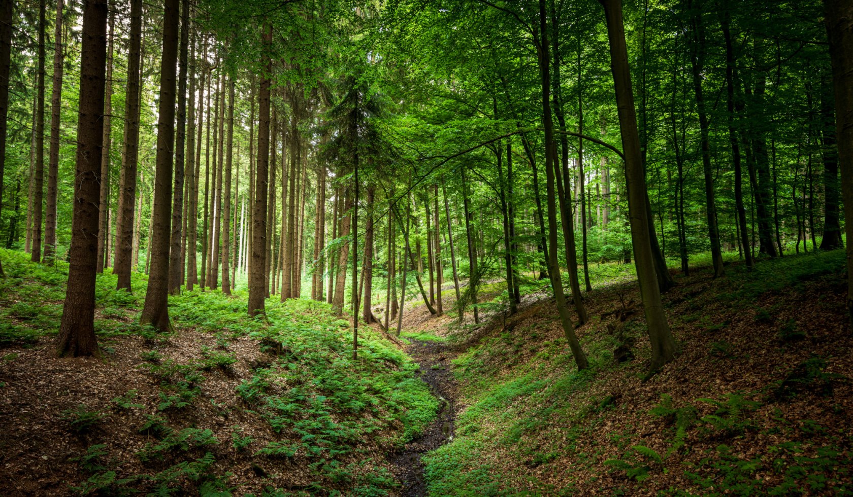 Wald im Geopark TERRA.vita bei den Rehquellen in Dissen, © TMN/Markus Tiemann