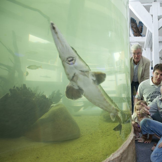 Kinder und Erwachsene betrachten staunend einen Stör im Aquarium des Biosphaerium Elbtalaue, © Biosphaerium Elbtalaue/Andreas Tamme