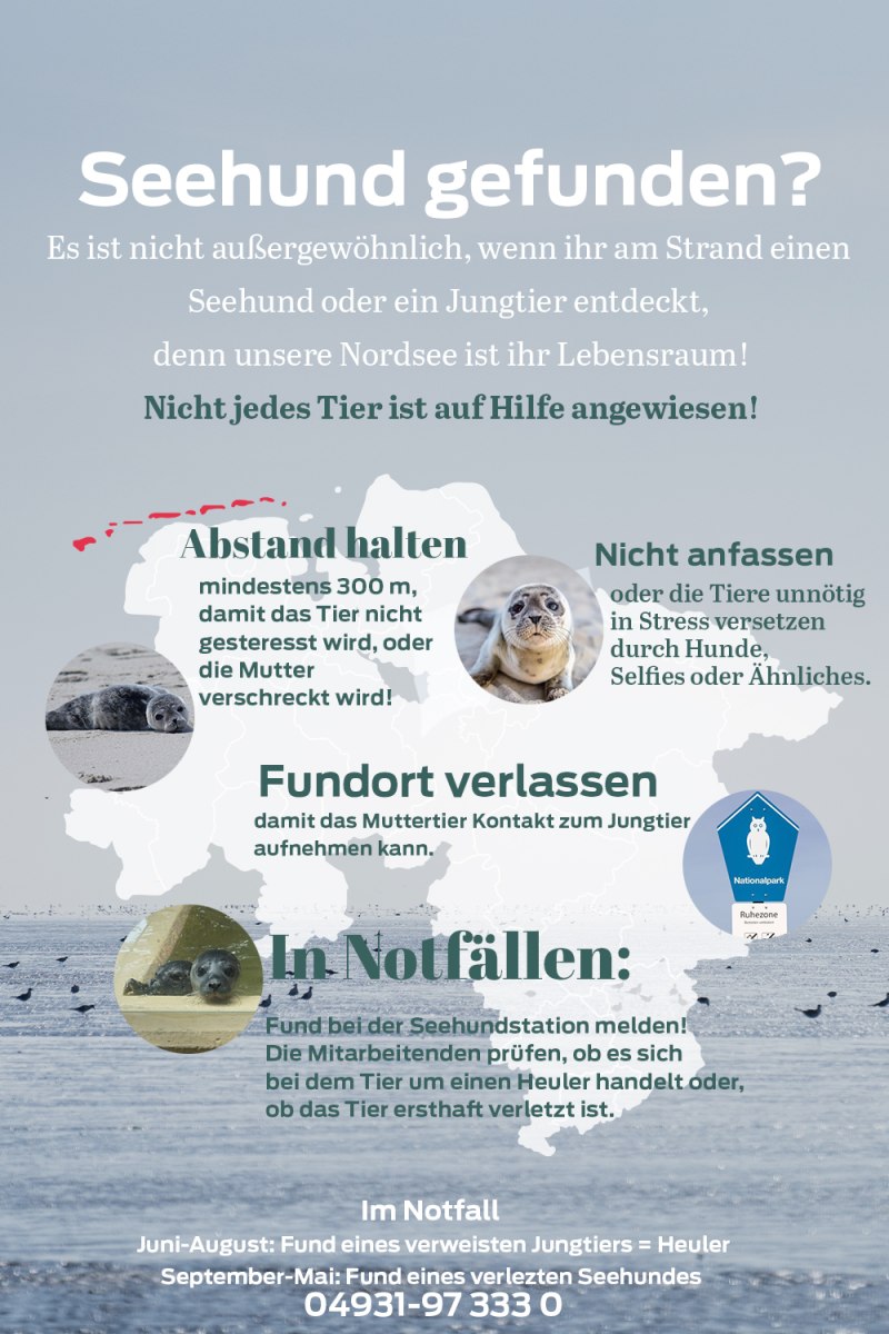 Richtiges Verhalten bei Seehundfund., © TourismusMarketing Niedersachsen GmbH