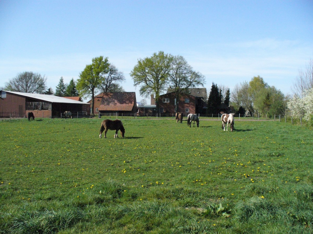 Weide der Lazy Horse Ranch mit Pferden, © Lazy Horse GmbH