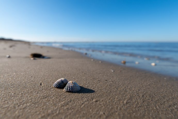 Zwei Muscheln liegen im Sand am Strand von Cuxhaven, © Alex K Media