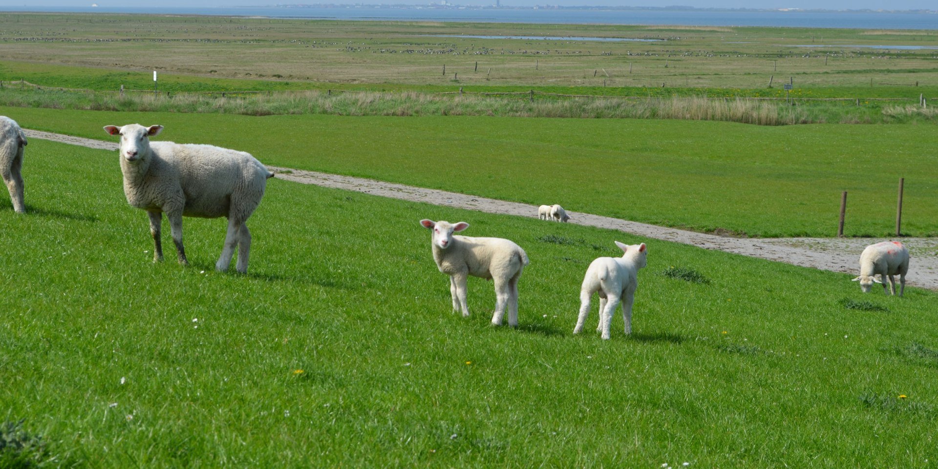 Schafe mit Lämmchen am Deich in Norden-Norddeich, © Ostfriesland Tourismus GmbH/www.ostfriesland.de