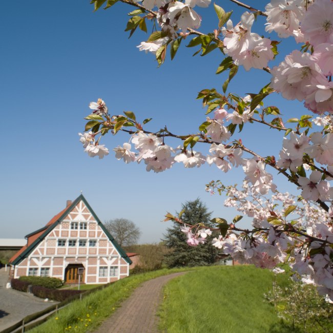 Kirschblüte mit Fachwerk, © Tourismusverein Altes Land e.V.