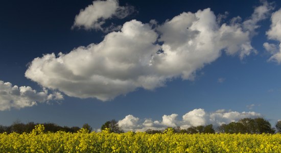 Rapsfeld mit Schäfchenwolken, © Verbund Oldenburger Münsterland / Willi Rolfes