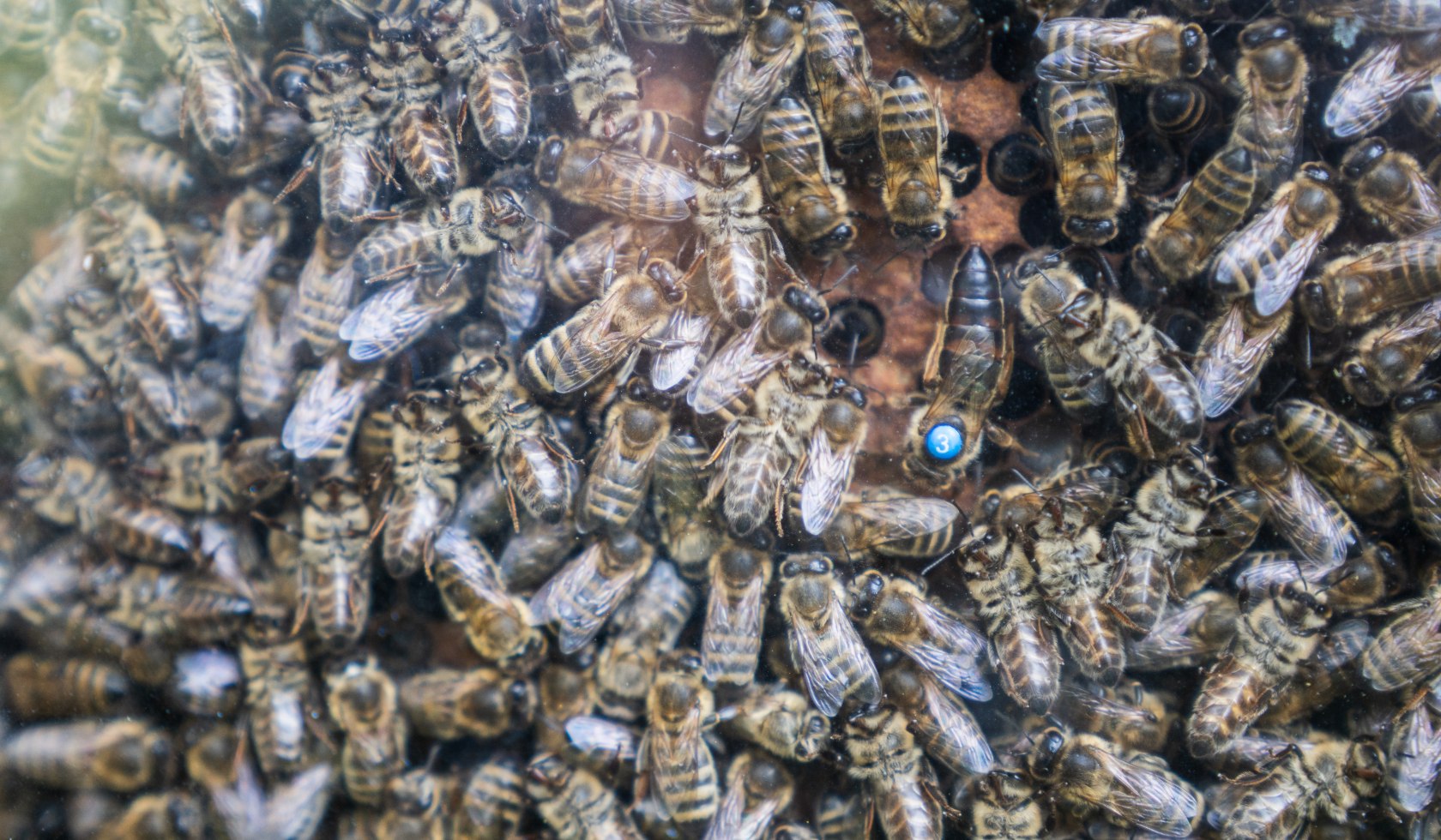 Bienenkönigin mit Volk, © TourismusMarketing Niedersachsen GmbH