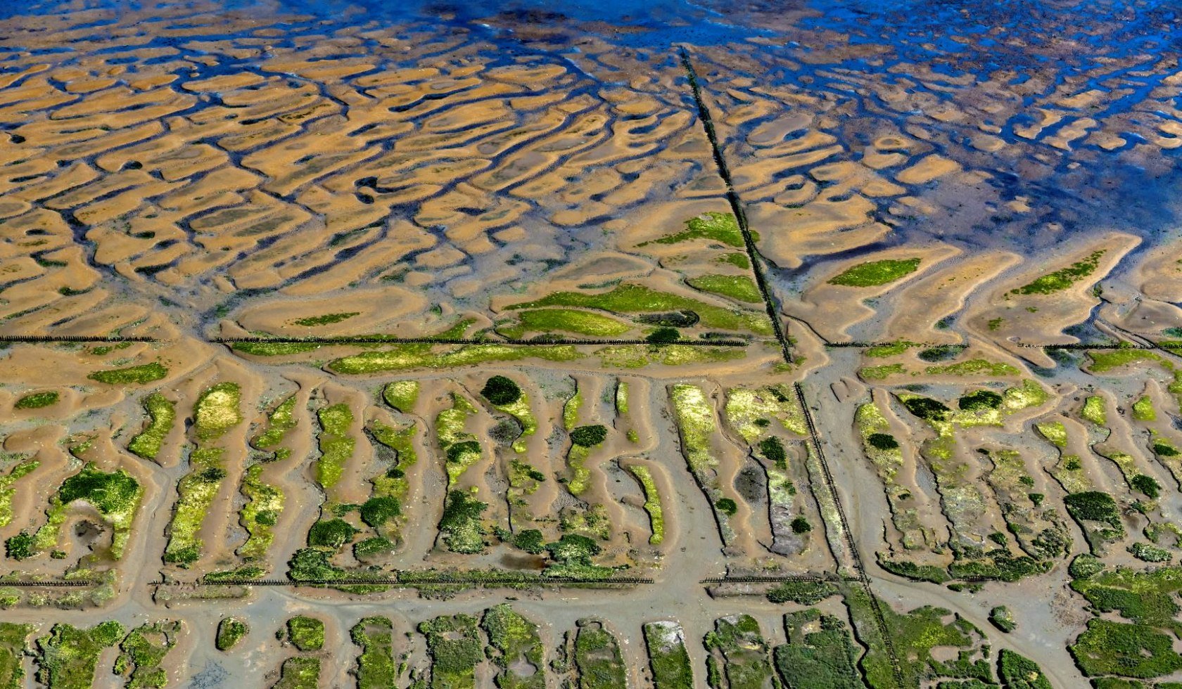 Luftbild: Salzwiesen auf der Ostfriesischen Insel Langeoog, © Martin Elsen