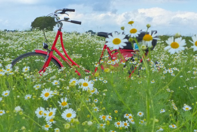 Rotes Fahrrad im Kamillenfeld auf der Erdmannroute, © DümmerWeserLand Touristik / Rainer Storck