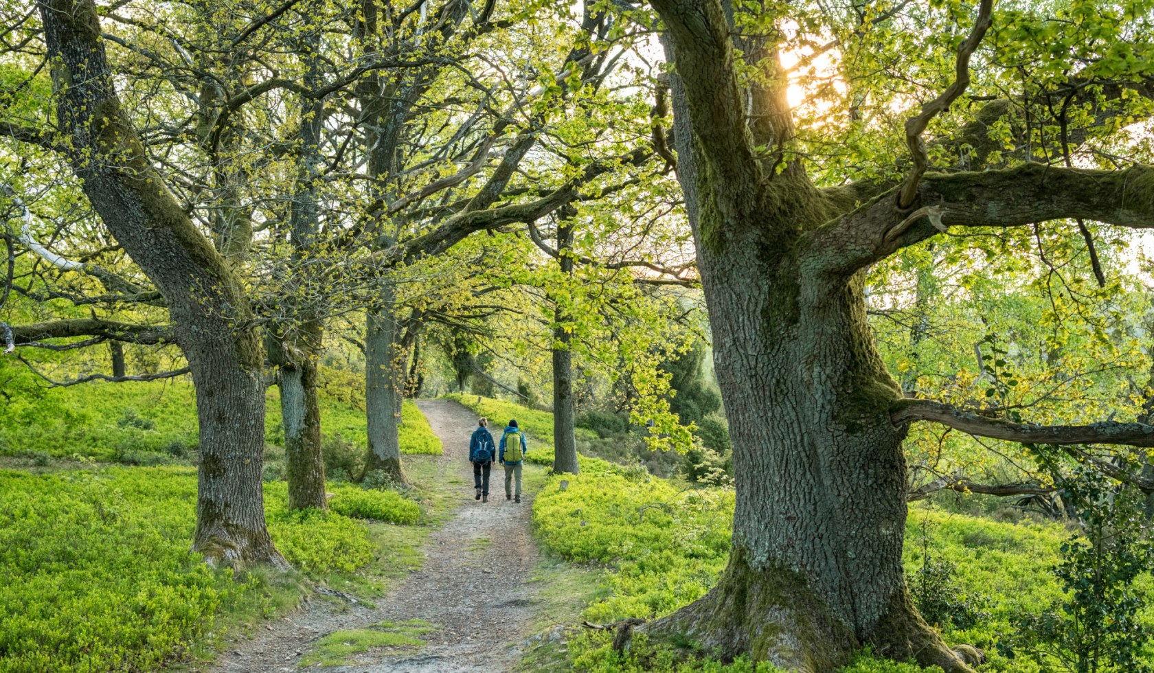 Wald im Totengrund  im Frühjahr, © Lüneburger Heide GmbH