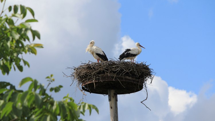 Zwei Störche rasten in einem Nest, © Tourismusregion Aller-Leine-Tal/Mirko Krenzel