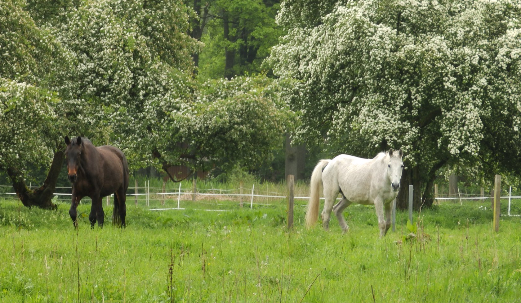 Zwei Pferde stehen auf einer Koppel bei Delventhal., © TouROW