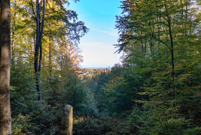 Aussicht Wald in Bad Rehburg, © TourismusMarketing Niedersachsen GmbH / Burkhard Kaufhold