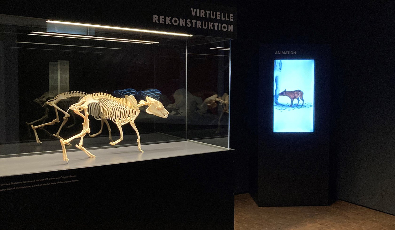 Blick in die Ausstellung. Virtuelle Rekonstruktion des Urpferd., © Deutsches Pferdemuseum | Bildarchiv der Stadt Verden (Aller)