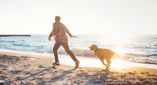 Herrchen läuft mit Hund und Stöckchen am Strand entlang, © AdobeStock_92941581