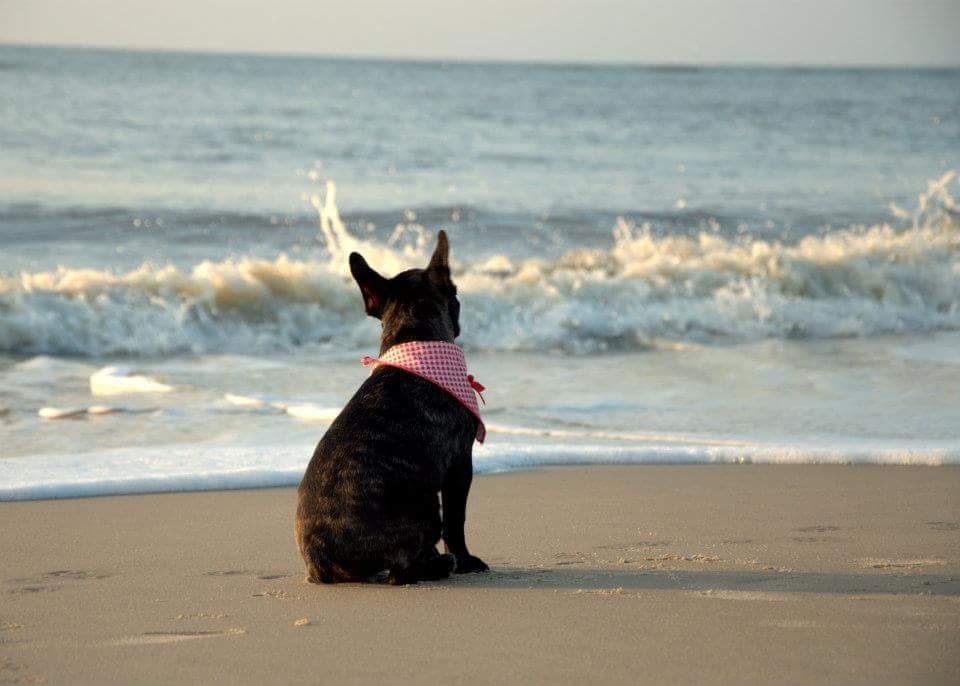 ein Hund sitzt am Strand an der Nordsee, © Nina Oesterreich
