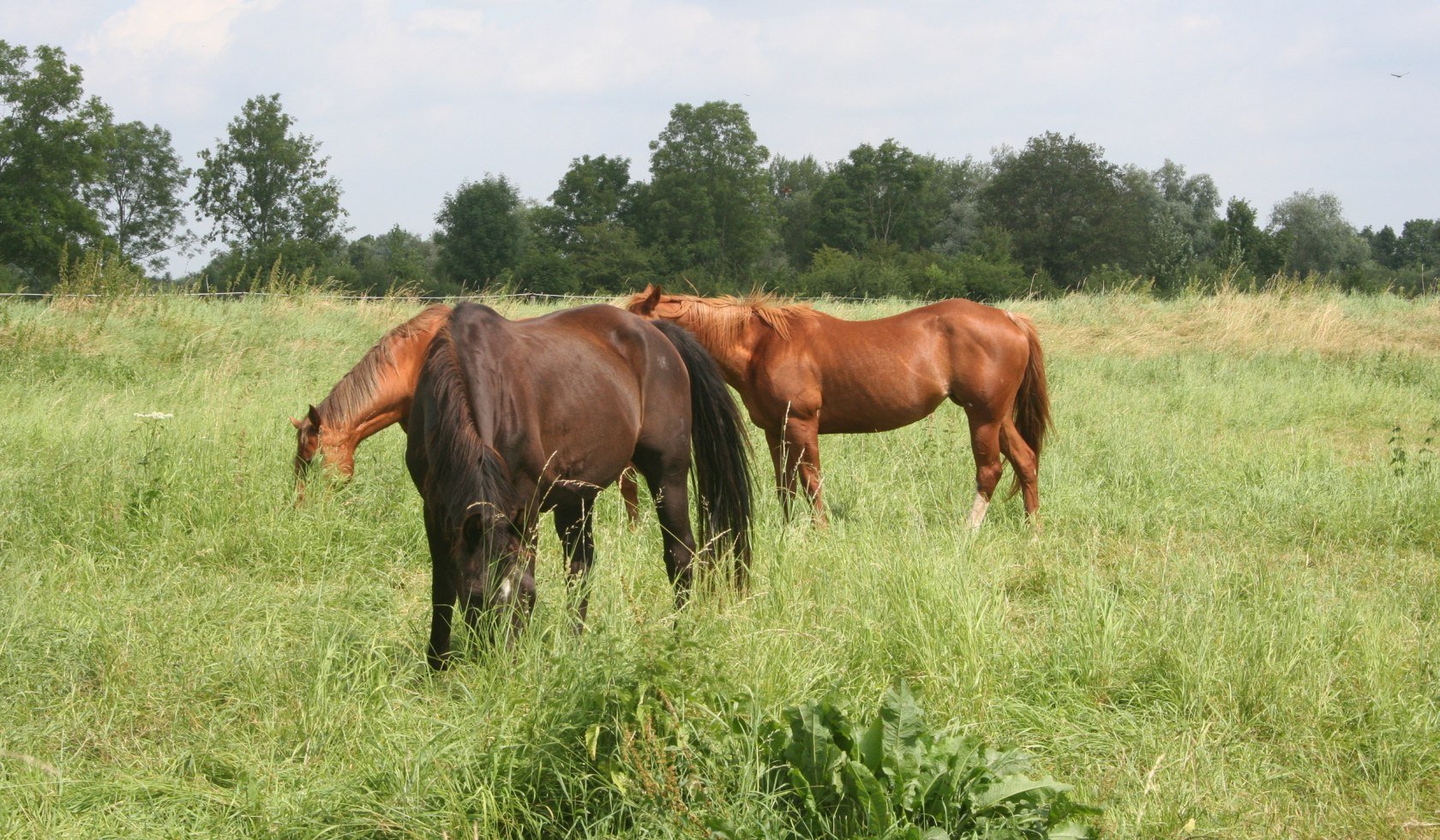 Pferde grasen auf einer Wiese in der Mittelweser-Region, © Mittelweser Touristik GmbH