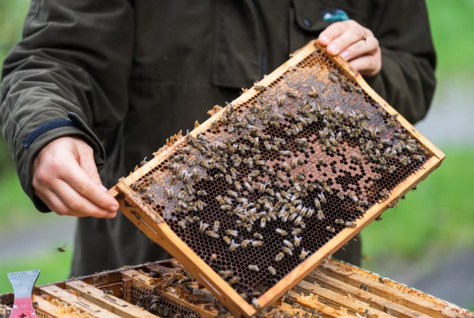 Schublade mit Bienen und Honig, © TourismusMarketing Niedersachsen GmbH