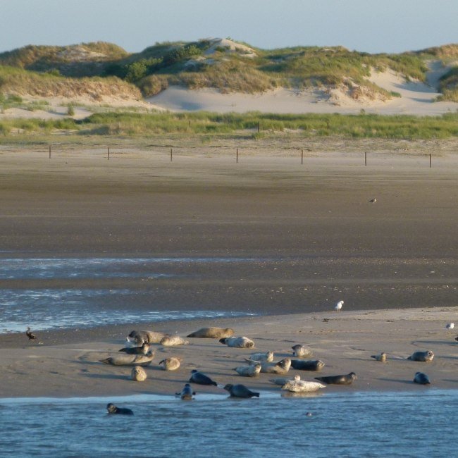 Seehunde liegen auf einer Sandbank vor Norderney und wurden von der Fähre aus fotografiert., © Ostfriesland Tourismus GmbH/www.ostfriesland.de