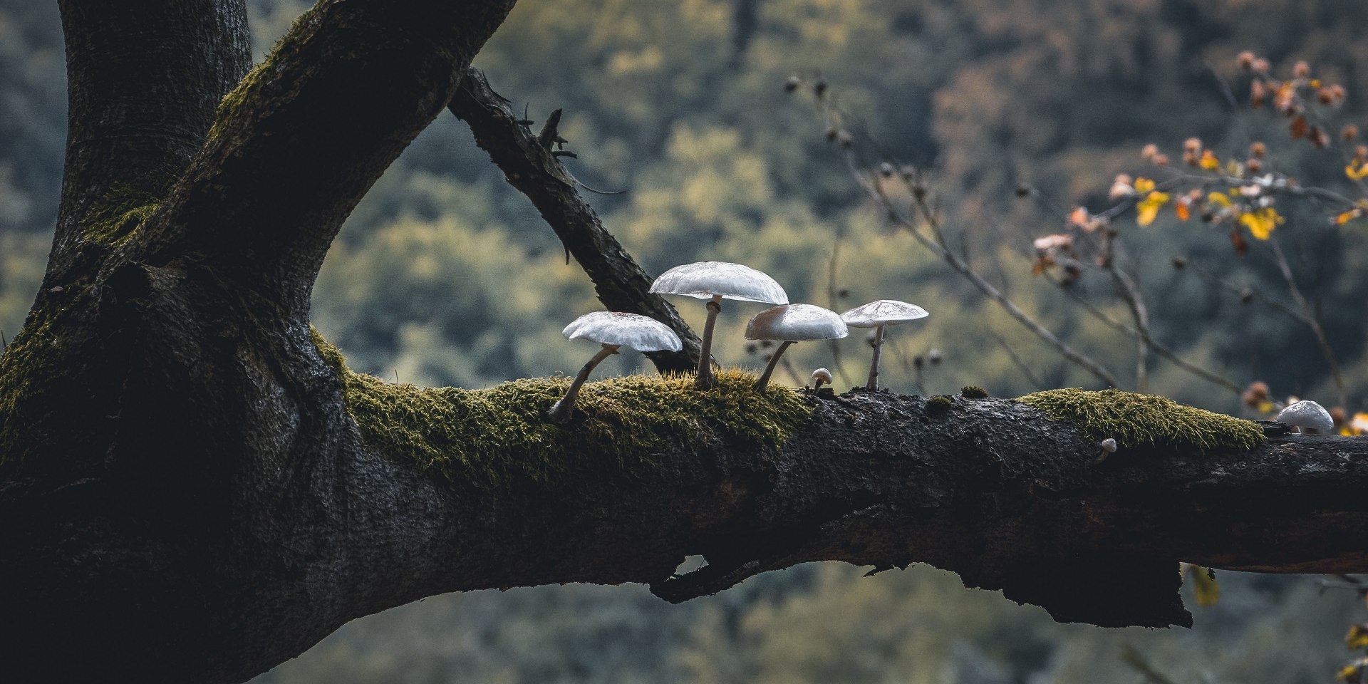 Vier Pilze wachsen auf einem mit Moos überwucherten Ast eines Baumes, © TourismusMarketing Niedersachsen GmbH / Alexander Kaßner